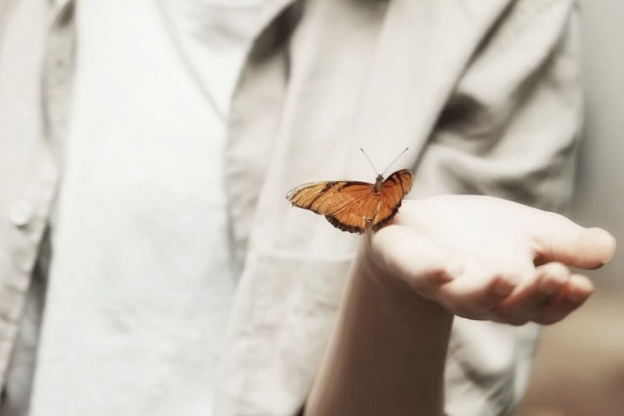 policy butterfly body