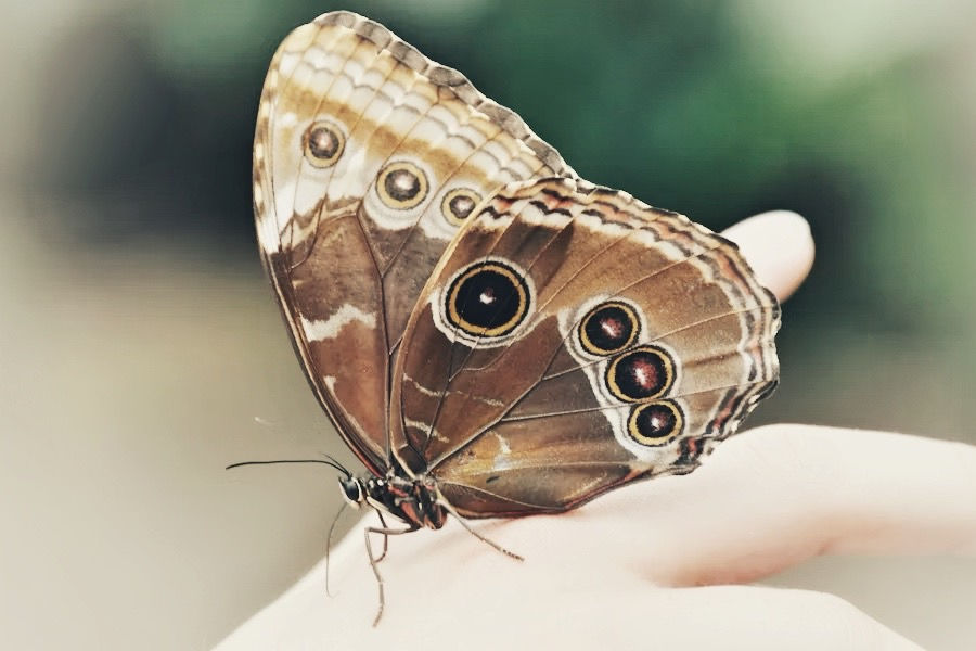 policy butterfly hand